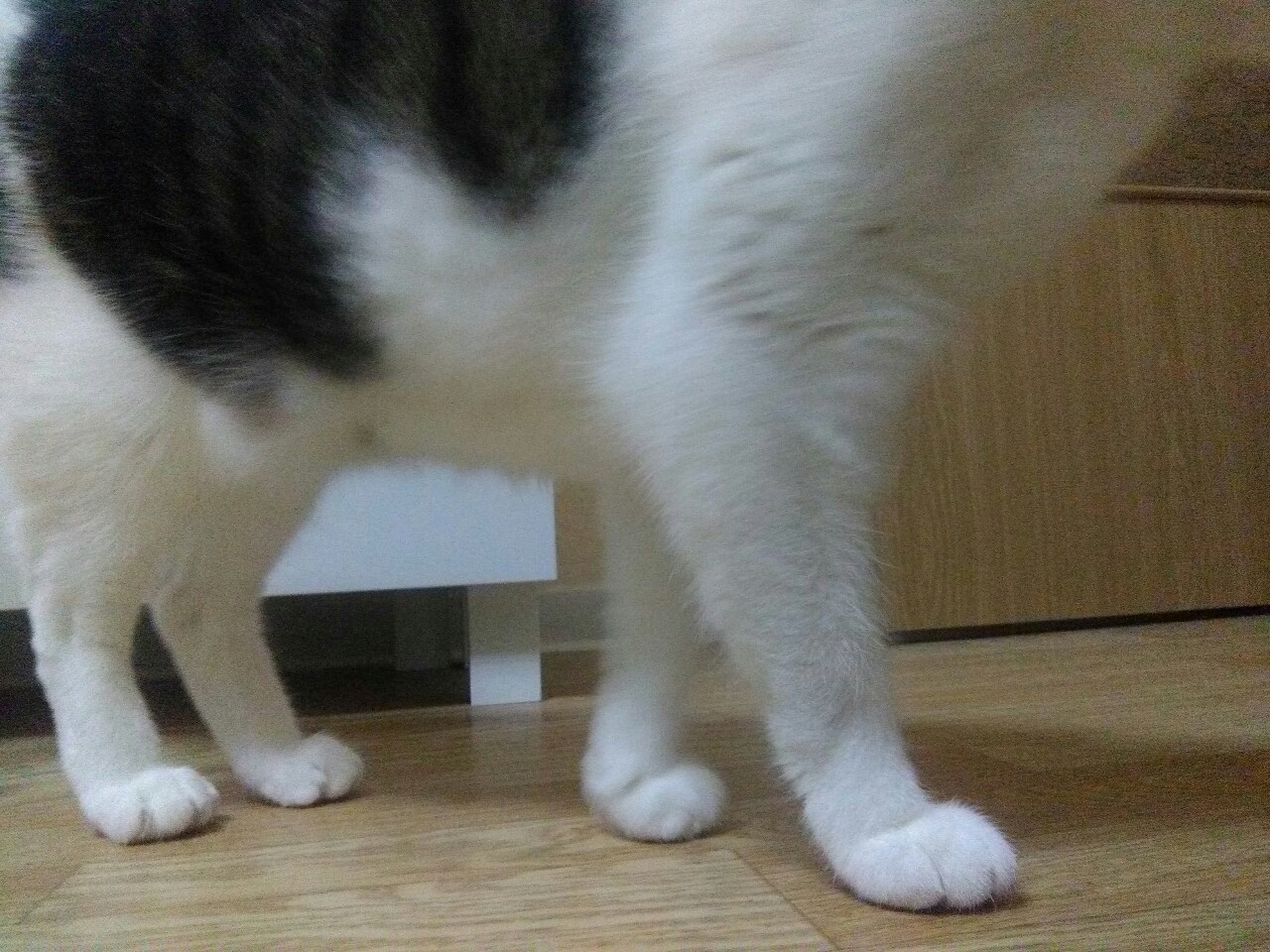 tglKb44